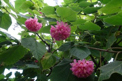 20210103toku-dombeya.jpg