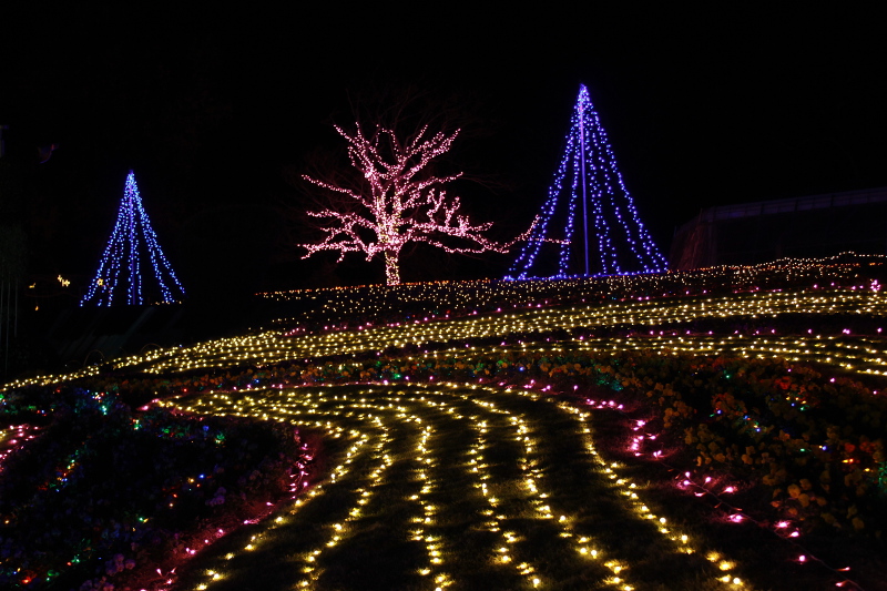 https://e-flowerpark.com/old_2103/event/2015/09/23/img/illumi03.JPG