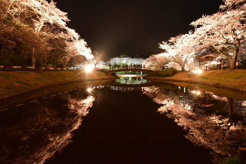 https://e-flowerpark.com/old_2103/event/2016/02/06/img/yozakura-hfp001.JPG