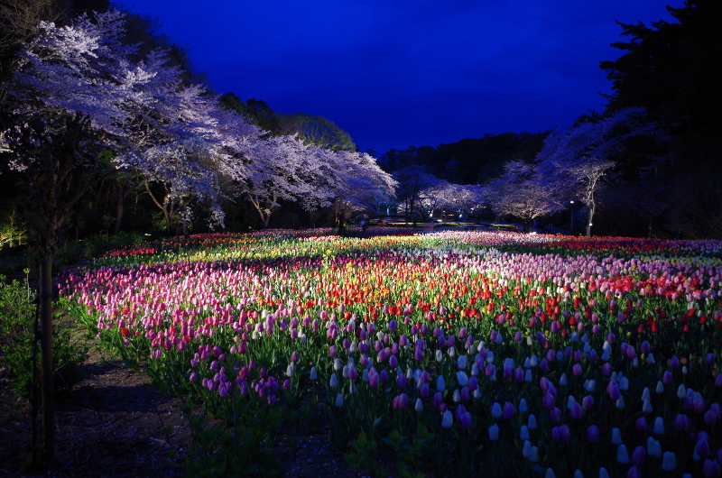 https://e-flowerpark.com/old_2103/event/2016/02/06/img/yozakura-hfp002.JPG