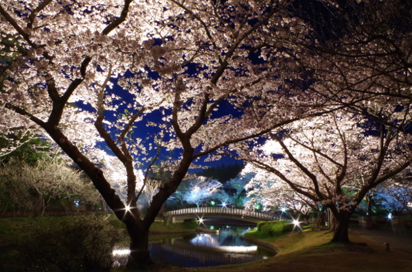 https://e-flowerpark.com/old_2103/event/2017/02/09/img/05yozakura.JPG