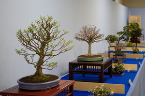 bonsai01.JPG