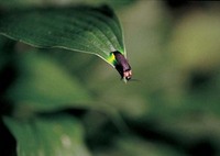 hotaru.jpgのサムネイル画像のサムネイル画像
