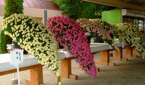 https://e-flowerpark.com/old_2103/event/assets_c/2016/09/kikkataikai02-thumb-300x175-3593.jpg