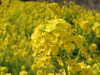 花のウォーキング　3月13日（土）