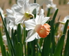 花のウォーキング　3月27日（土）
