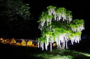 夜シロフジ(庭木仕立て）.JPG