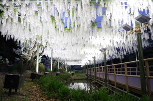 夜-シロフジ.JPG