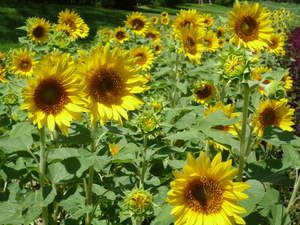 hanawalk0801.JPG