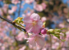 【受付終了】春の花をより美しく撮る撮影教室