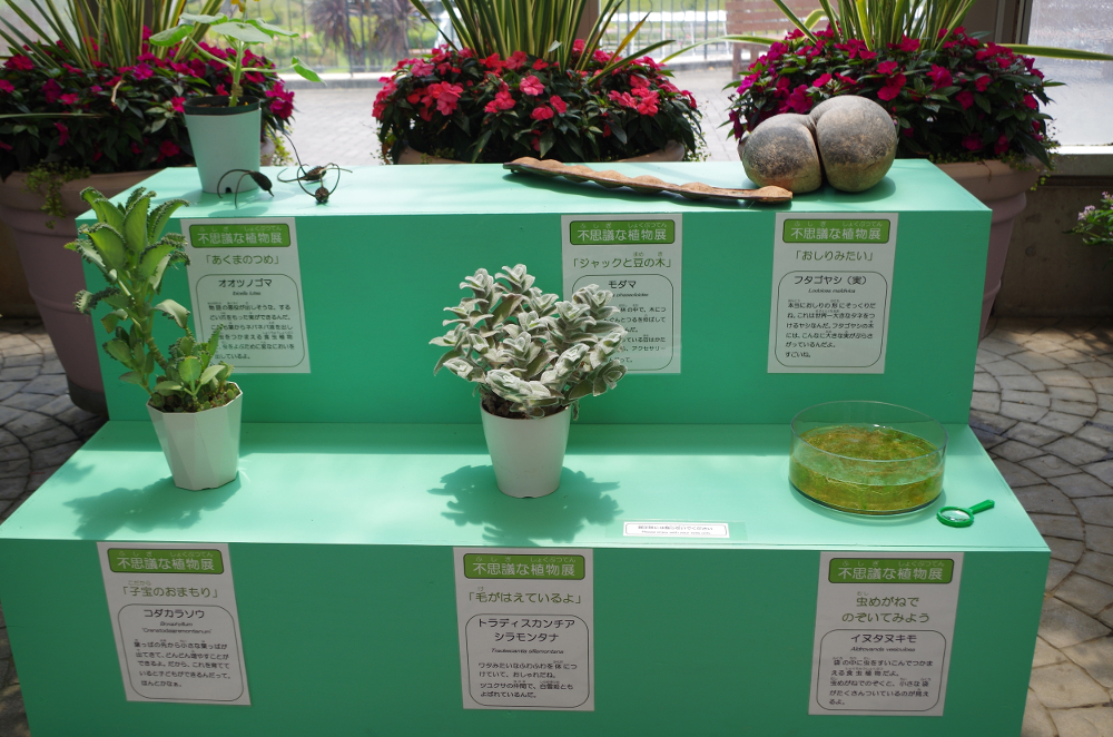 https://e-flowerpark.com/old_2103/event/img/fusigi-2.JPG