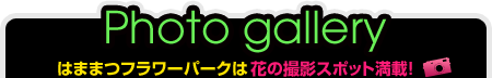 Photo gallery はままつフラワーパークは花の撮影スポット満載!