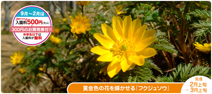 黄金色の花を輝かせる『フクジュソウ』見頃　２/上旬～3/上旬