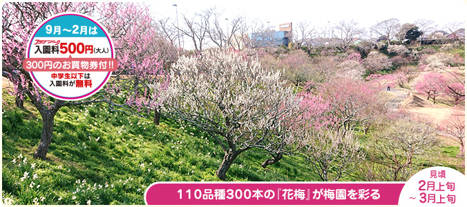 １１０品種３００本の『花梅』が梅園を彩ります。見頃　２/上旬～３/上旬