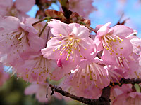 雛桜