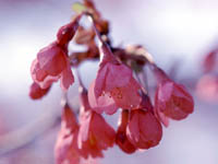 舘山寺桜