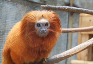 浜松市動物園