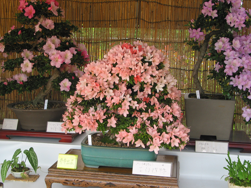 https://e-flowerpark.com/old_2103/news/2013/03/22/img/satsuki.JPG