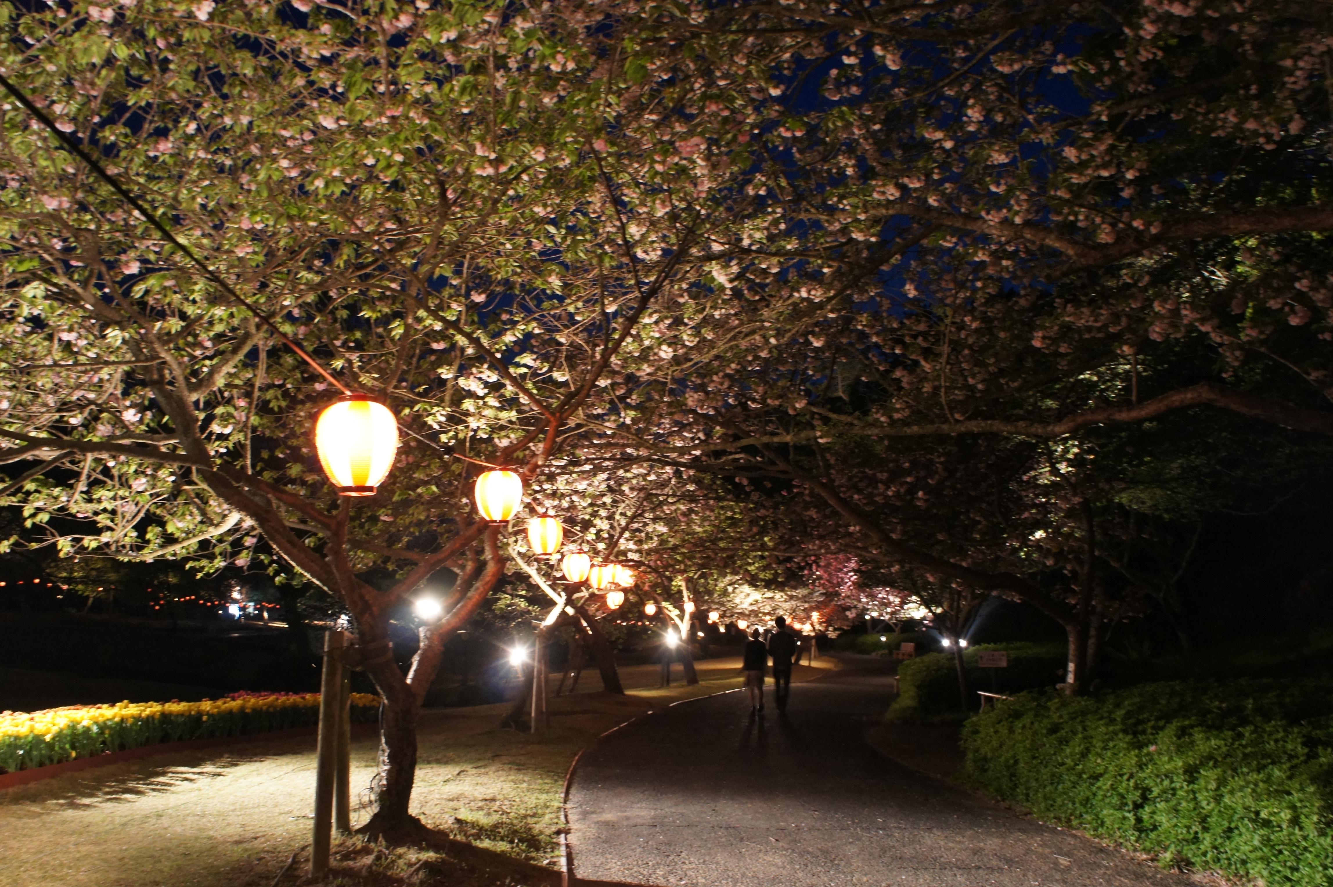20130410morita桜並木.JPG