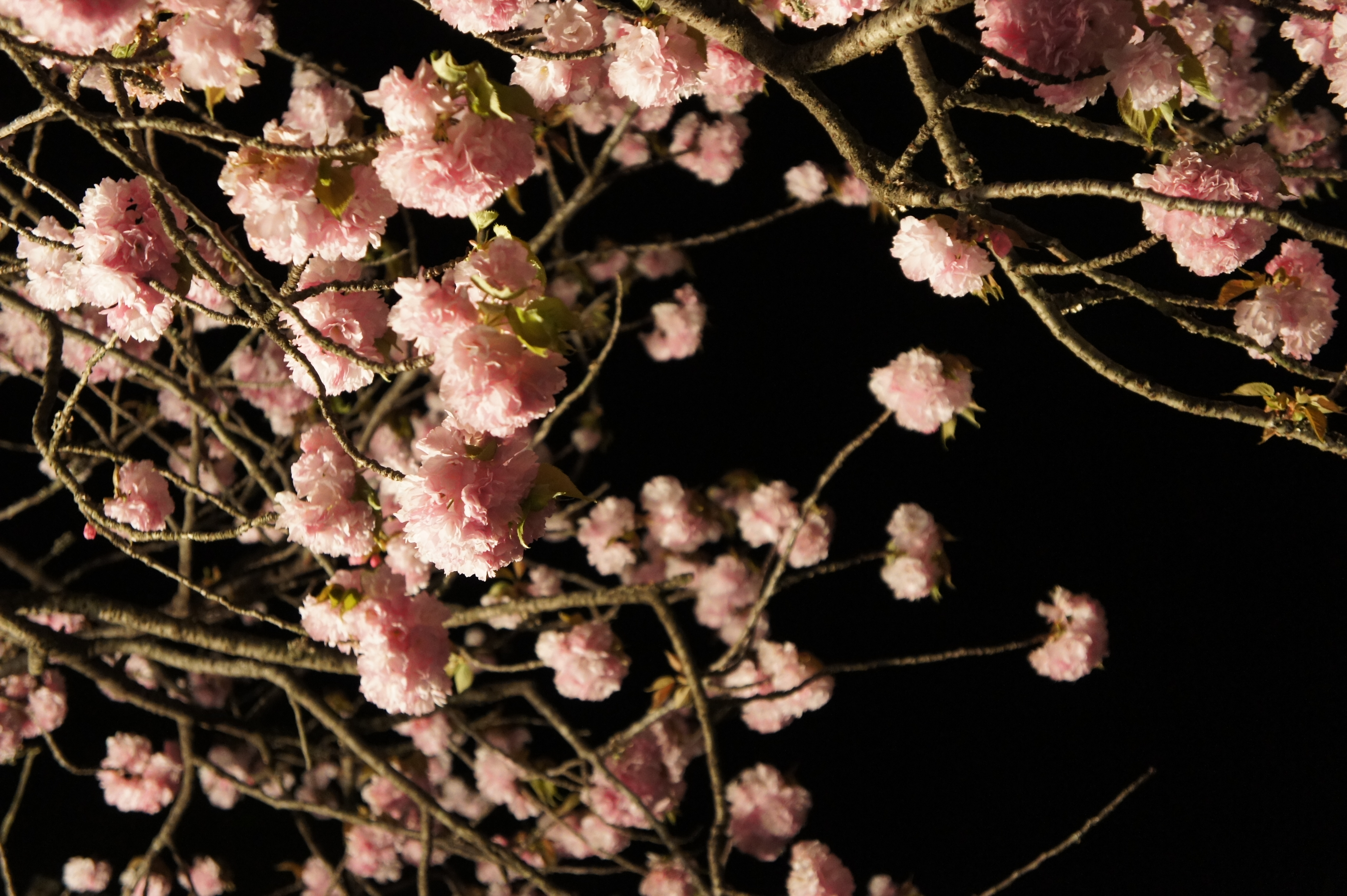 20130410morita楊貴妃.JPG