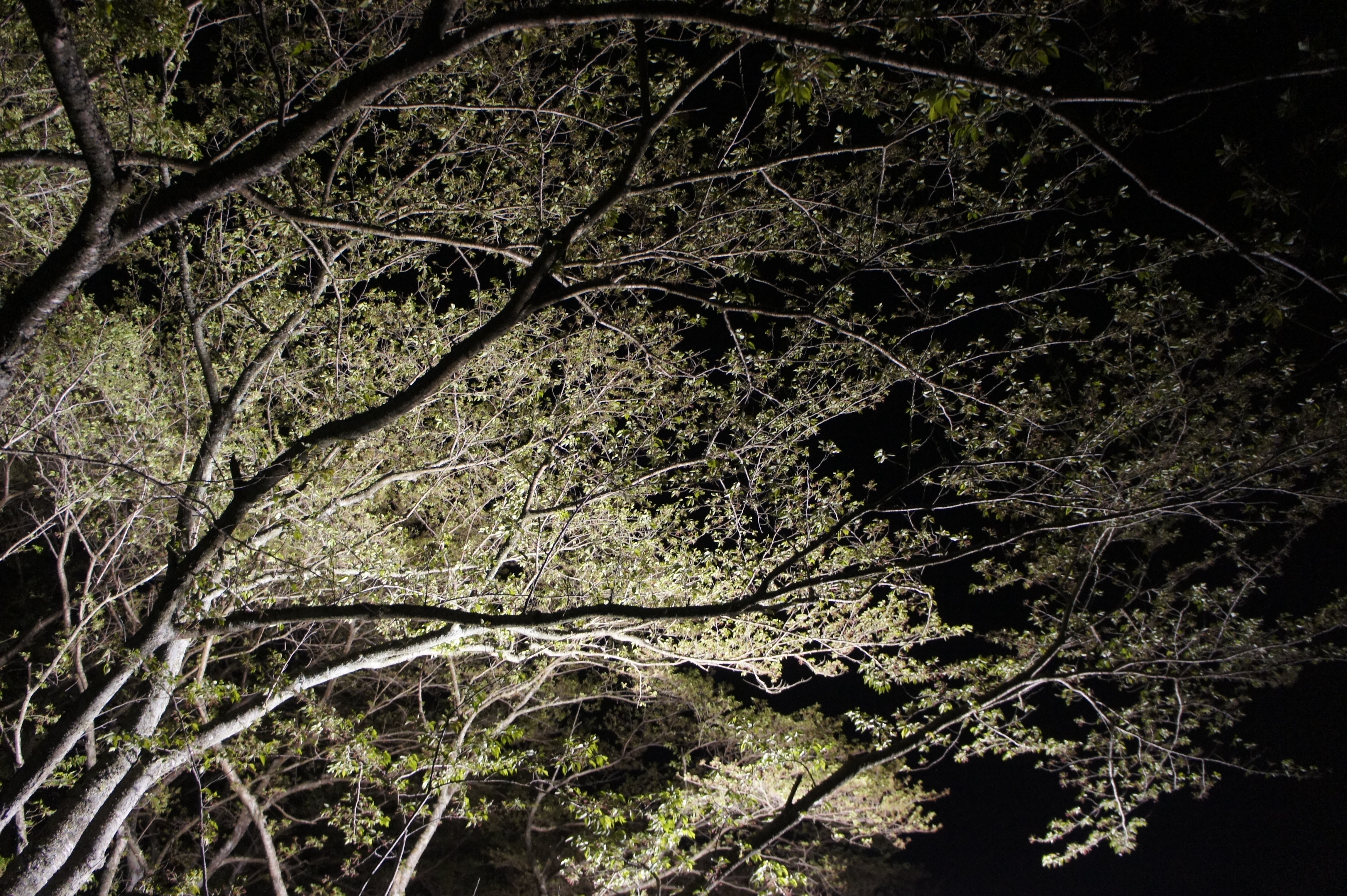 20130410morita葉桜.JPG