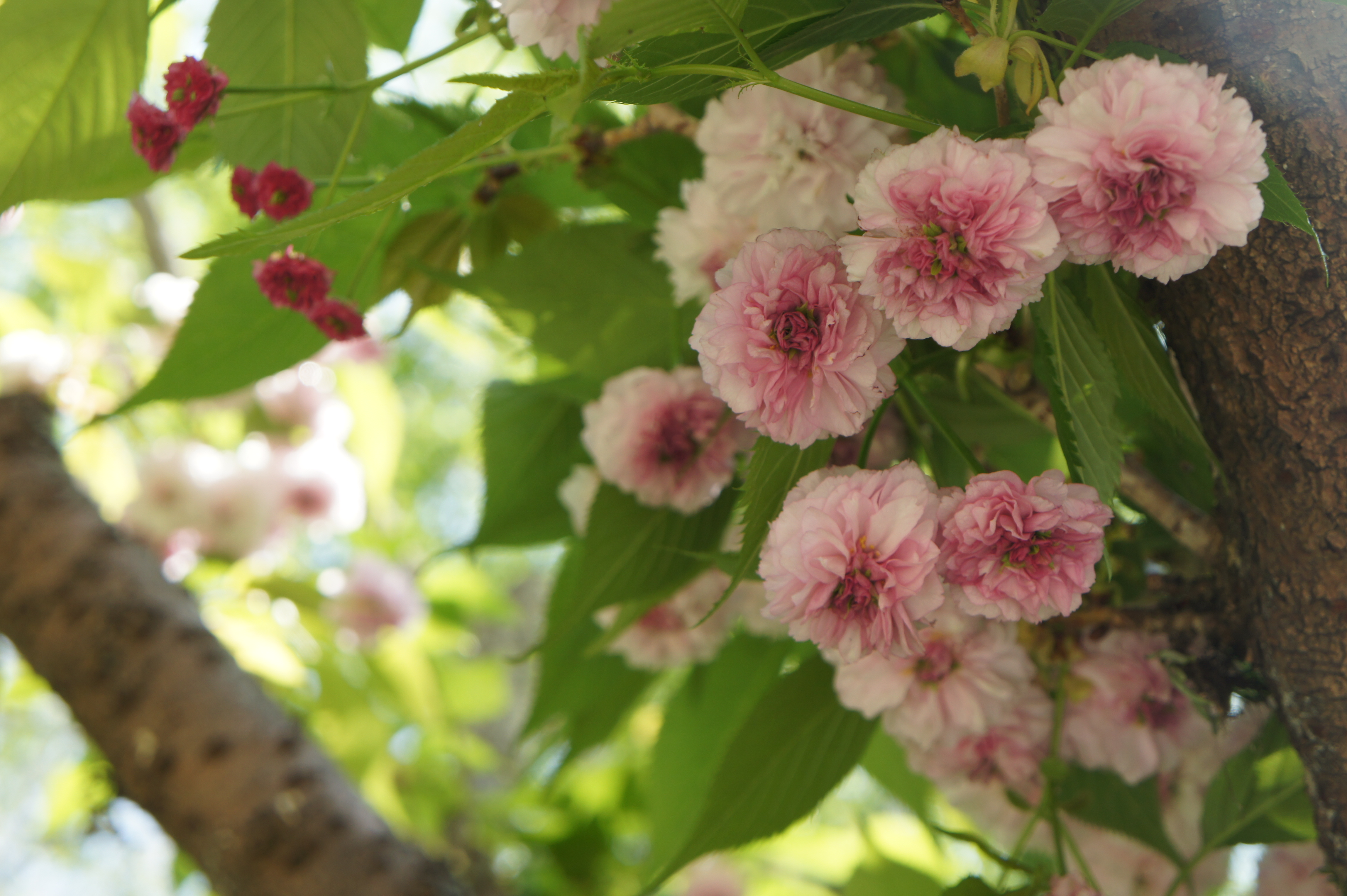 20130415morita菊桜.JPG