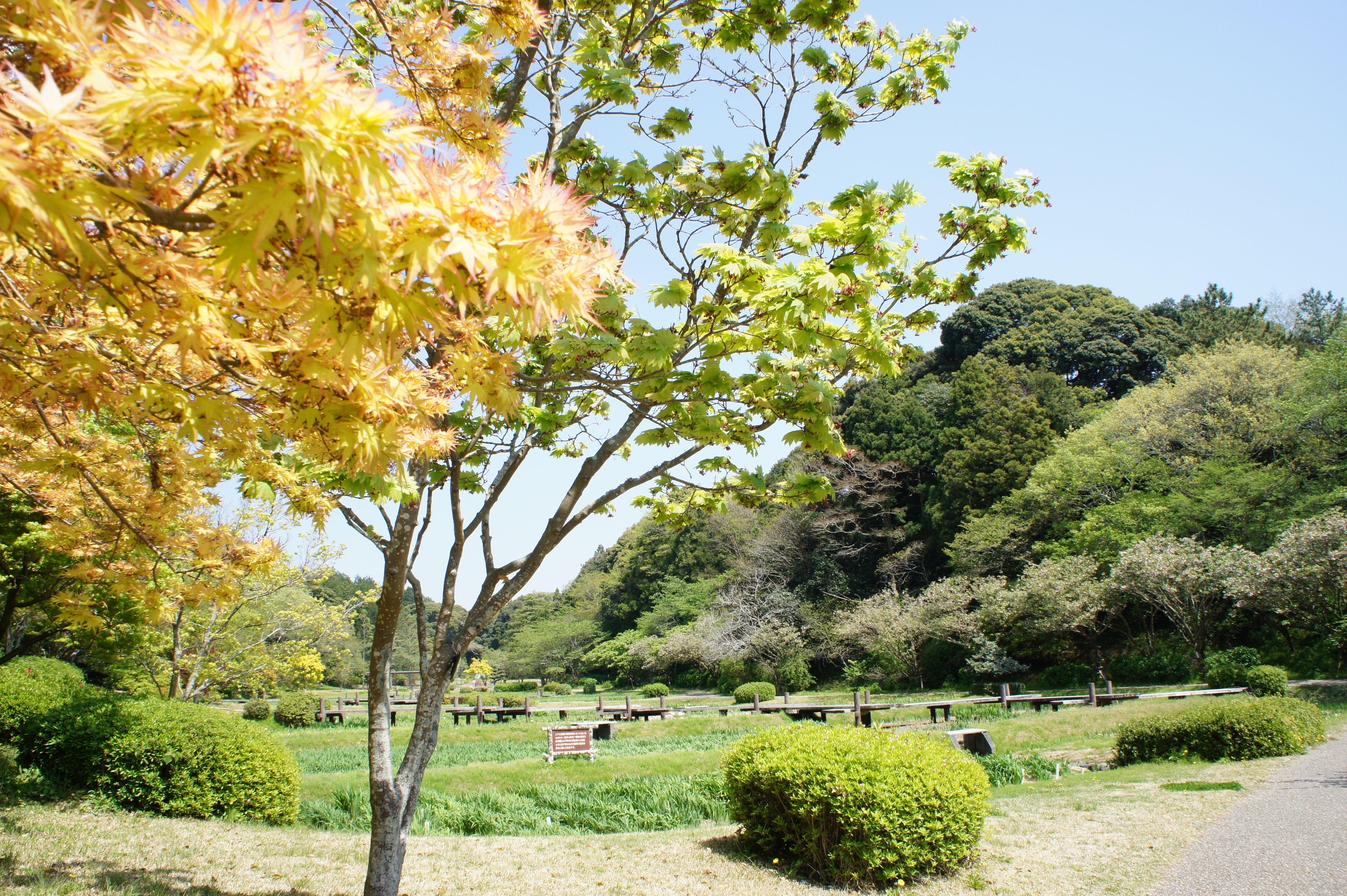 20130415morita菖蒲園.JPG