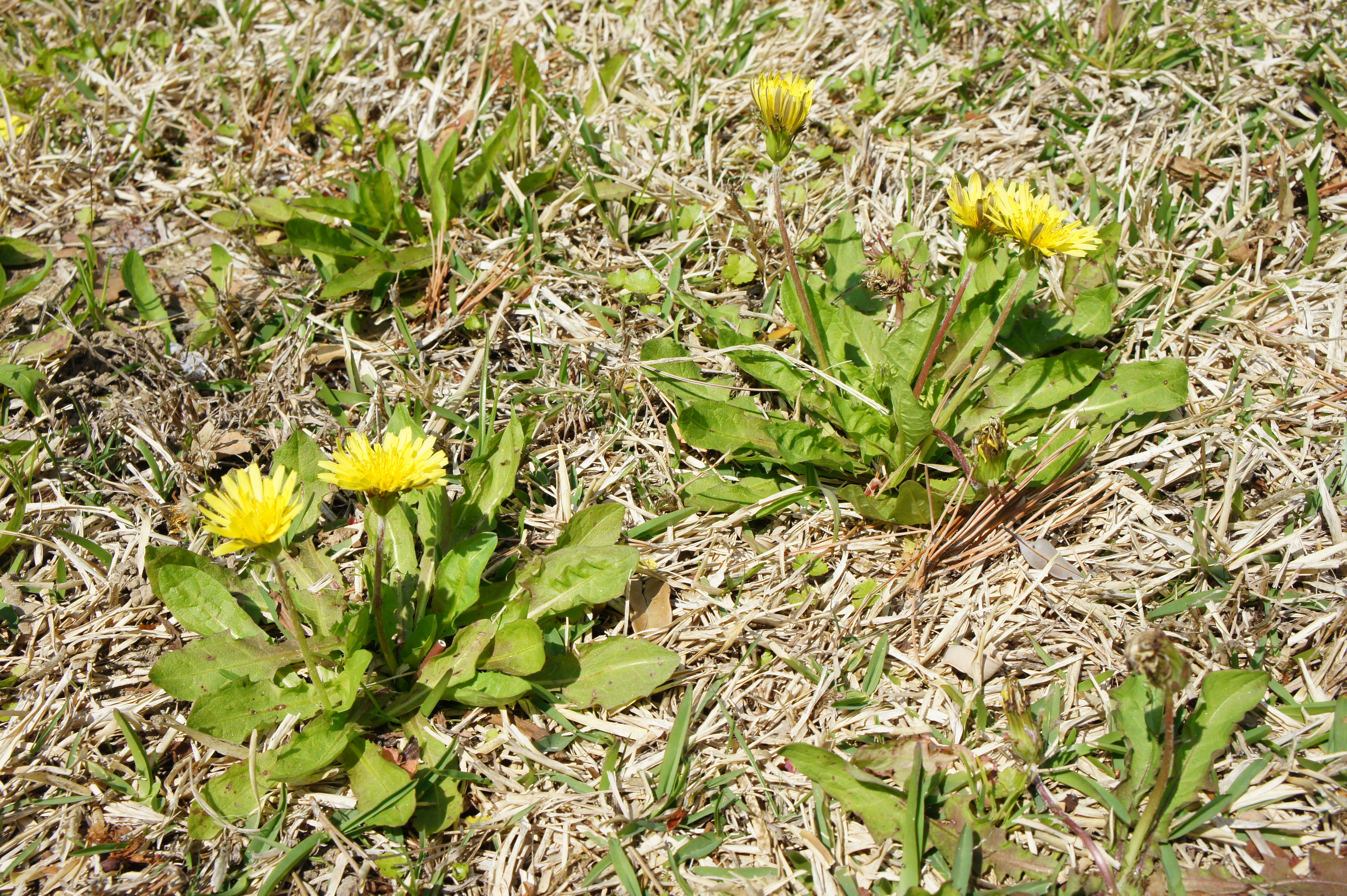 20130415moritaヒロハタンポポ.JPG