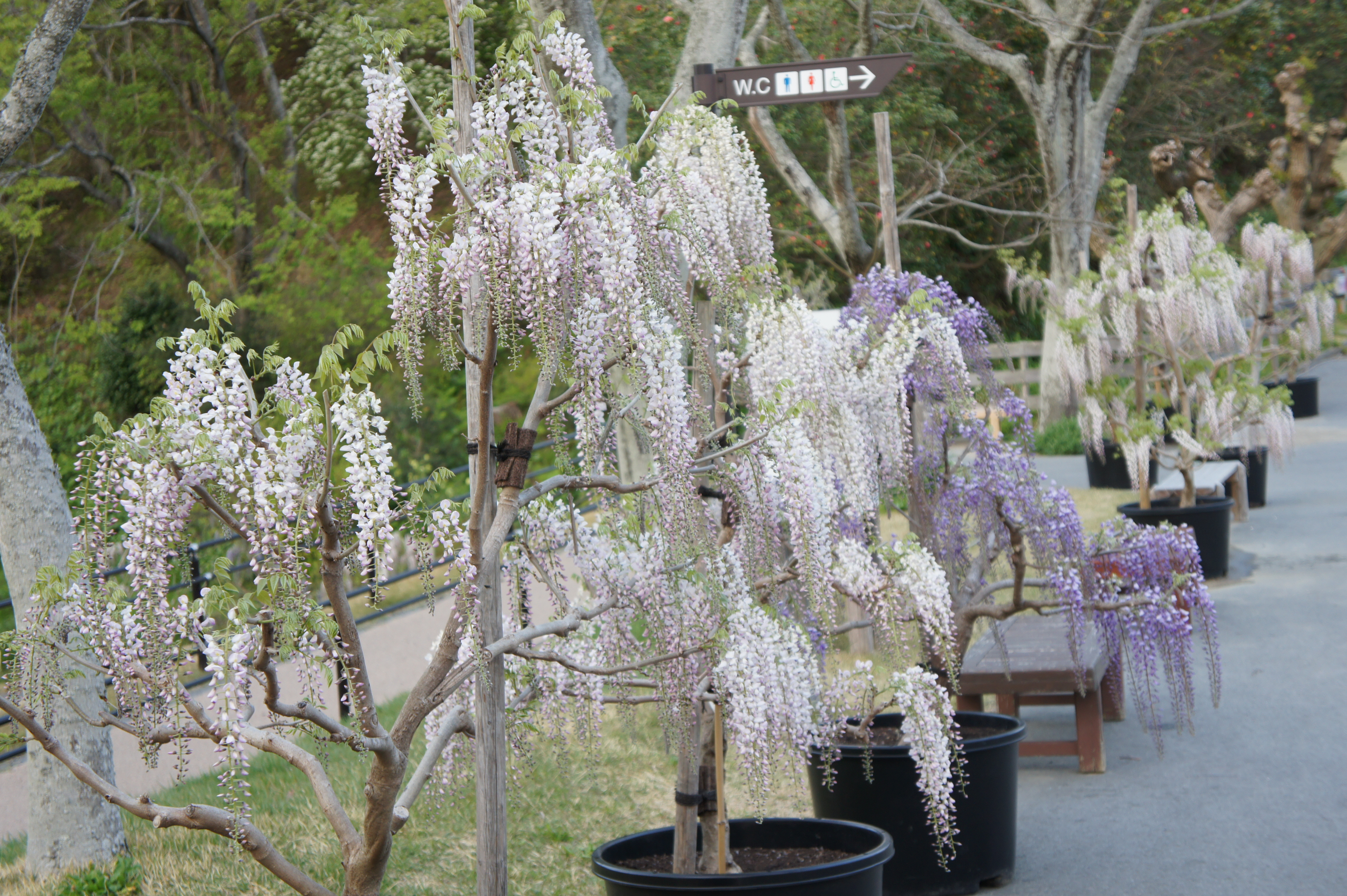 20130415morita藤鉢.JPG