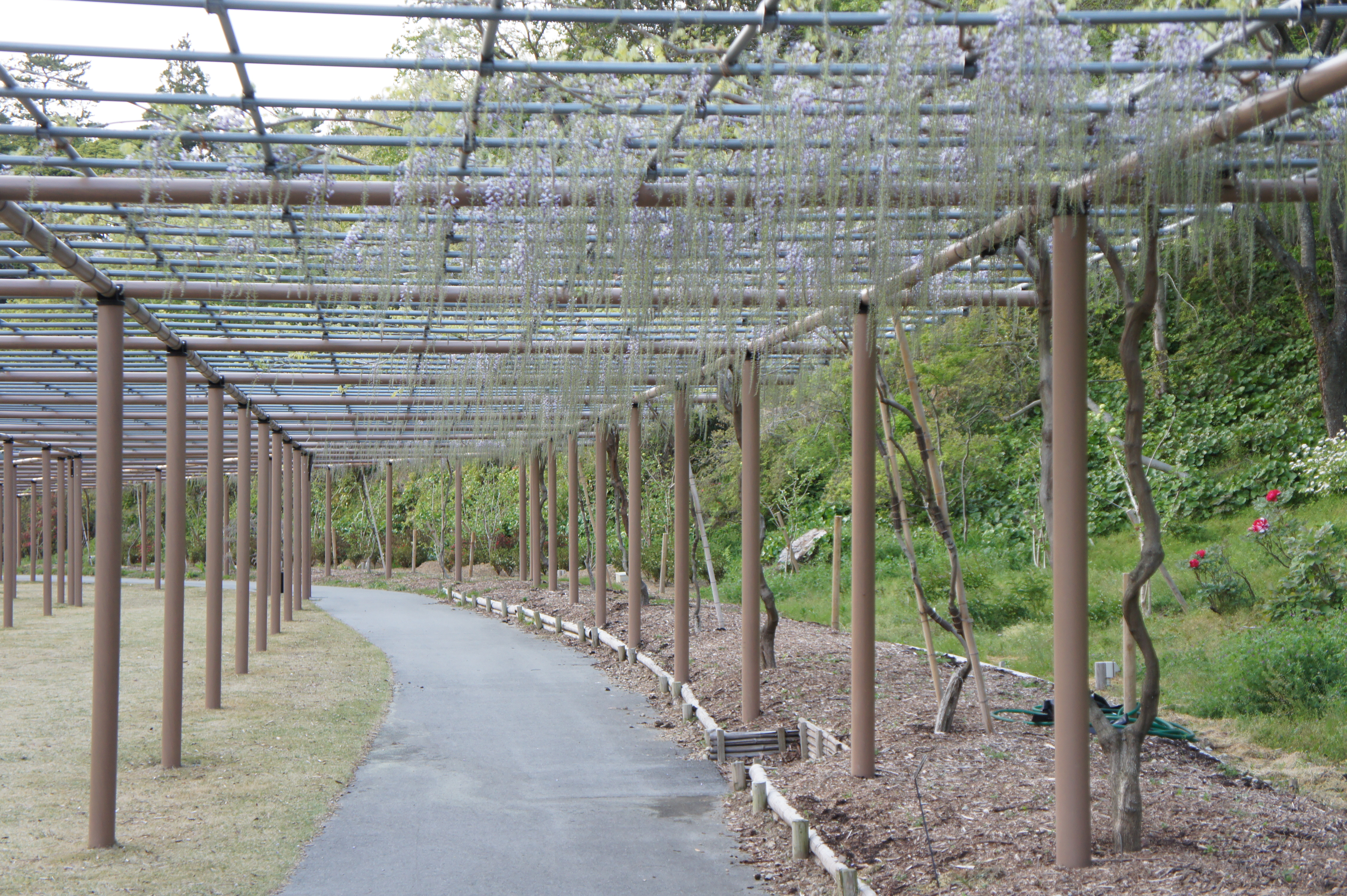 20130415morita藤棚.JPG