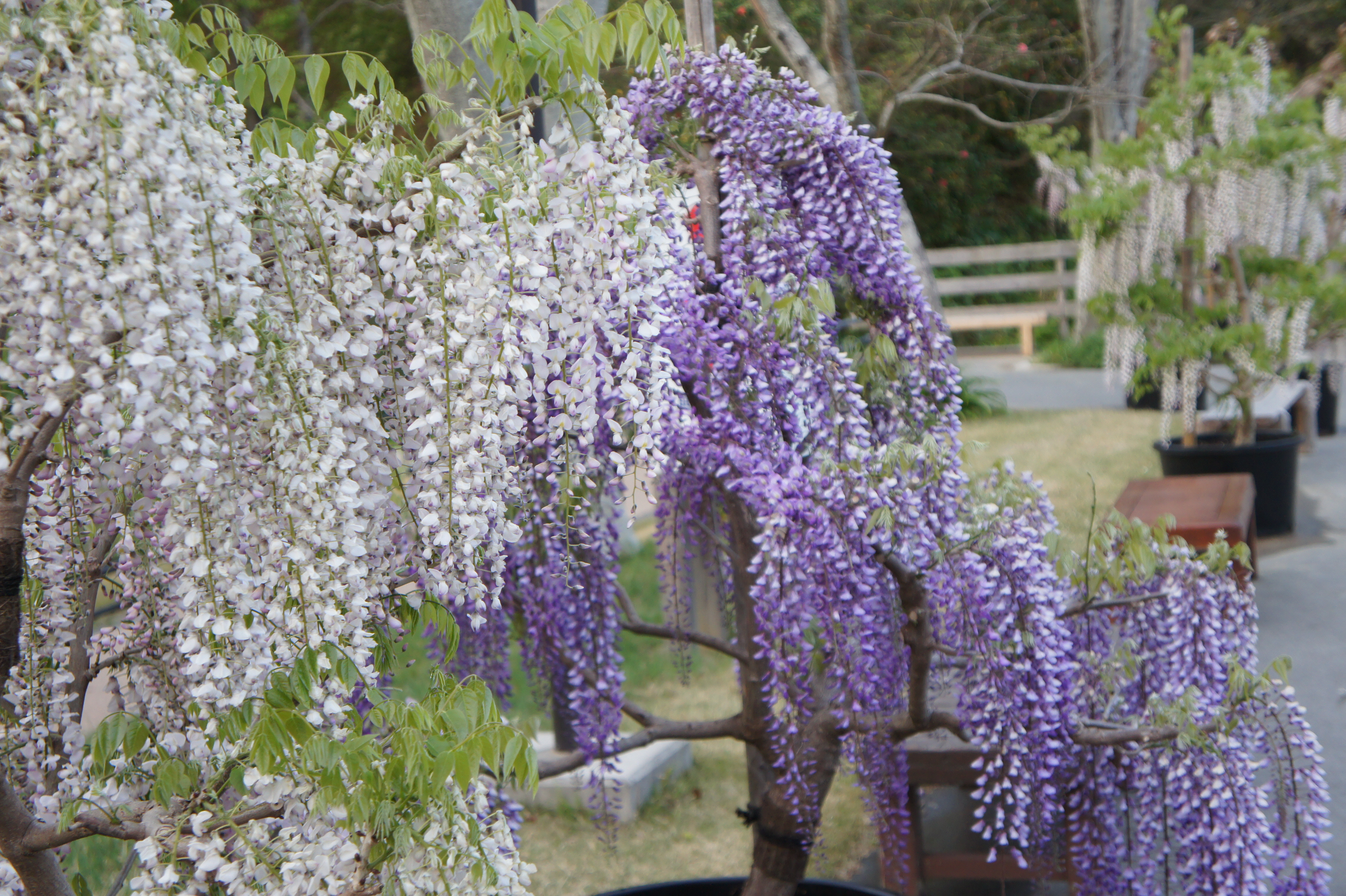 20130419morita藤鉢.JPG
