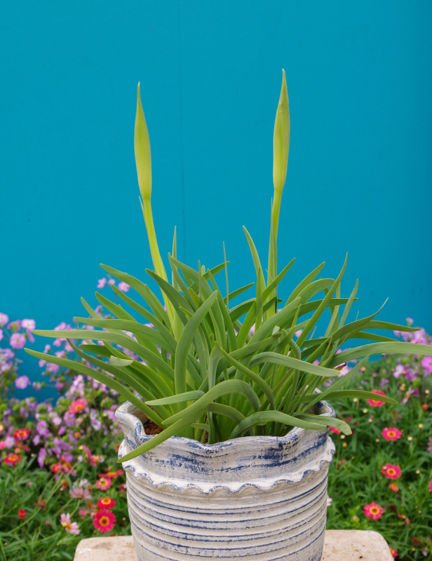 https://e-flowerpark.com/old_2103/news/2015/04/03/img/black-iris0402.JPG