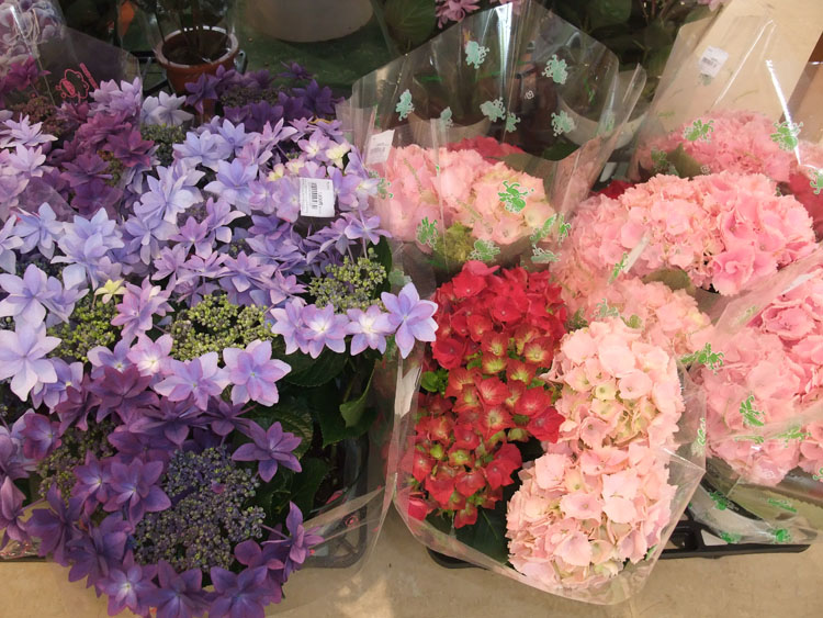 https://e-flowerpark.com/old_2103/news/2019/05/17/img/201905113.jpg