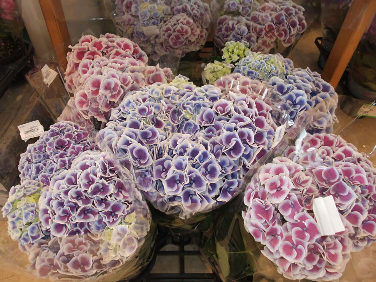 https://e-flowerpark.com/old_2103/news/2019/05/17/img/201905172.jpg