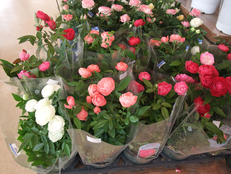 https://e-flowerpark.com/old_2103/news/2019/05/17/img/201905175.jpg