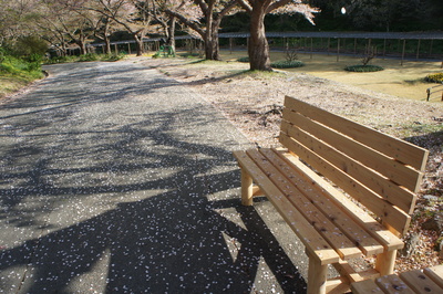 20130405moritaサクラ1.JPG