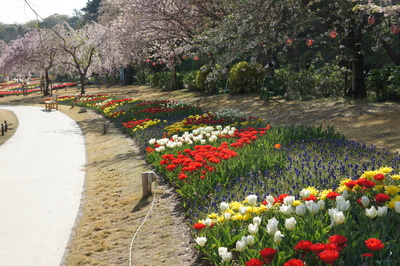 20130405moritaチューリップ3.JPG