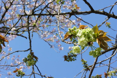20130405moritaサクラ4.JPG