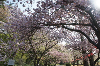 20130405moritaサクラ2.JPG