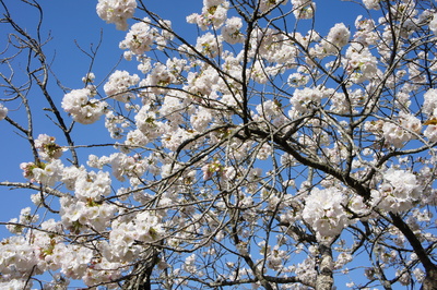 20130405moritaサクラ3.JPG