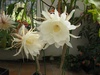こんな花があります