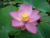 こんな花があります
