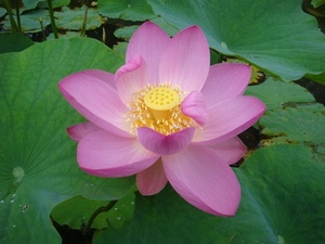 20130628-oogahasu-flower.JPG