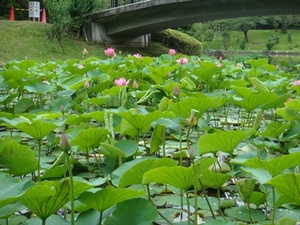 20130628-oogahasu.JPG