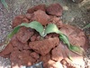 こんな植物があります