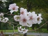 こんな花が咲いてます