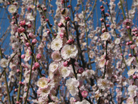 ume02.JPGのサムネイル画像