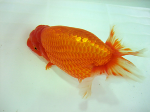 ranchu.JPG