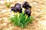 blackiris.jpg
