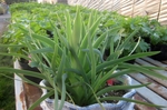 blackiris201503.27.JPG